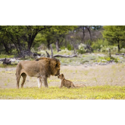 Namibia, Etosha NP Alpha male lion inspects cub